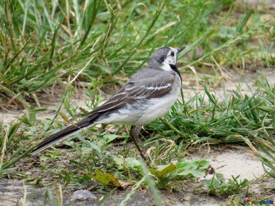 Хвост трясогузки