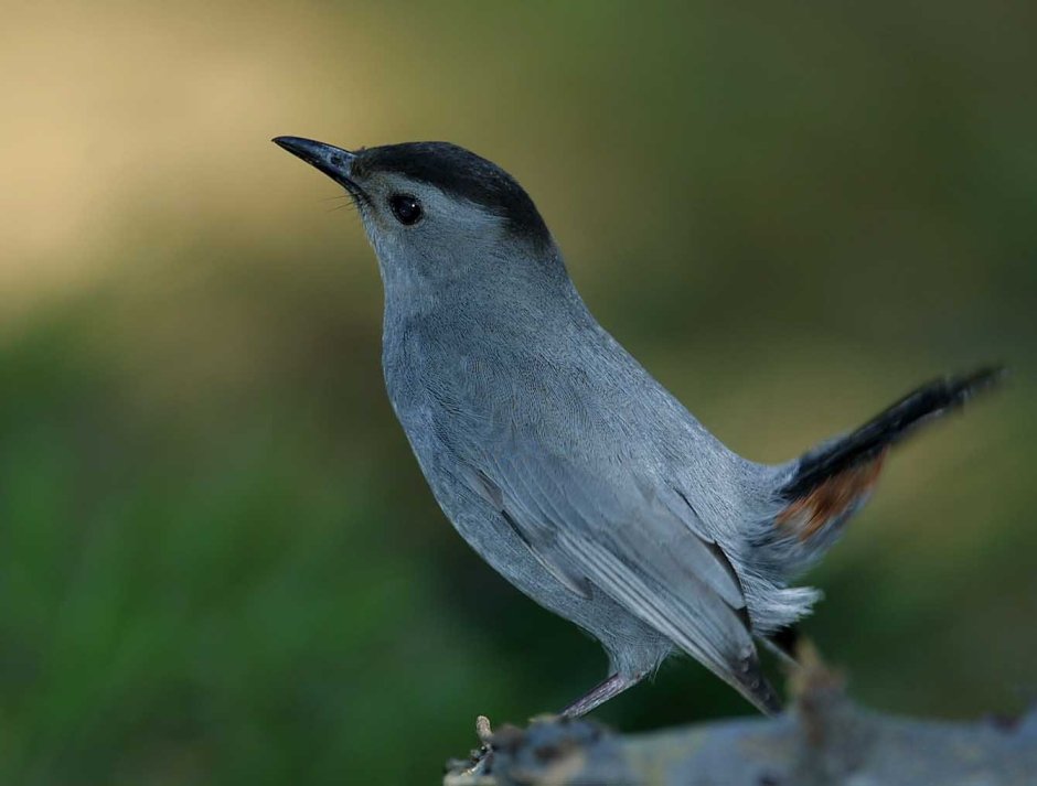 Gray Catbird птица