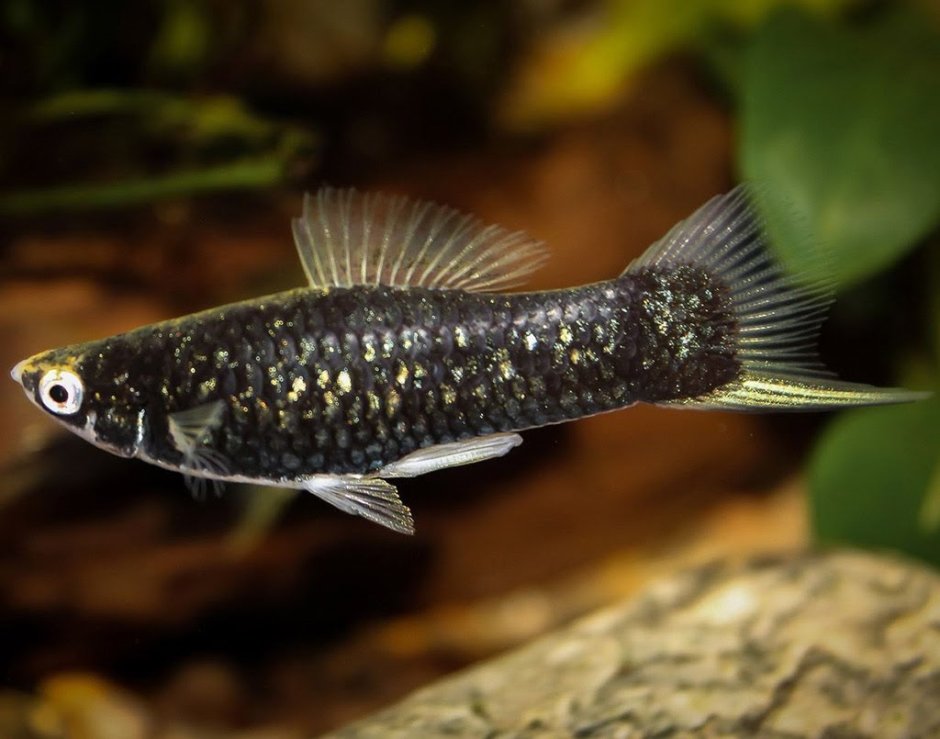 Xiphophorus hellerii