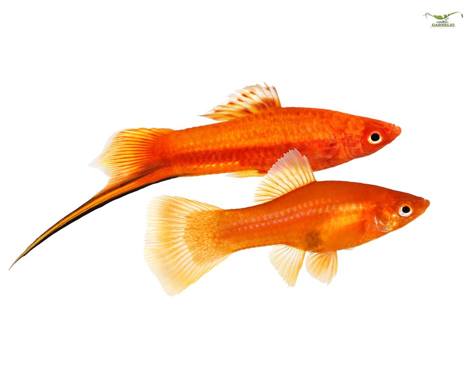 Меченосец рыбка