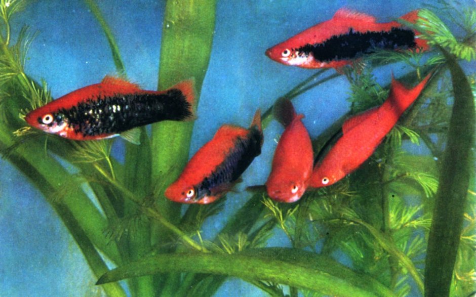 Родина меченосца аквариумной рыбки