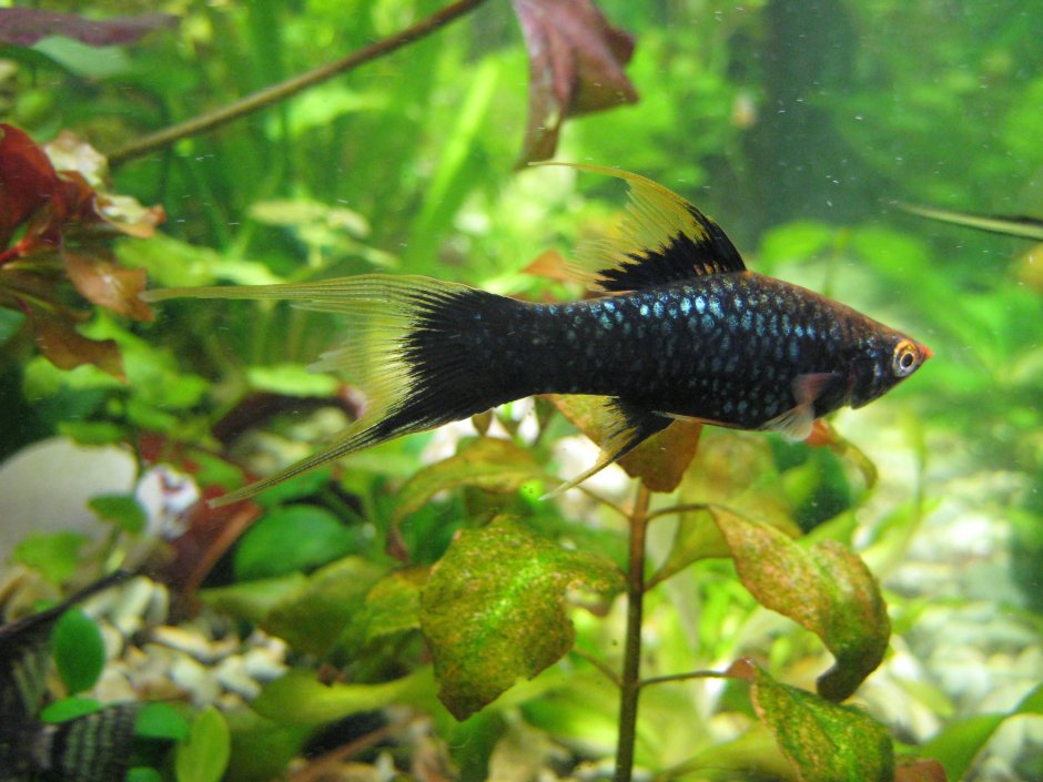 Черный меченосец аквариумная рыбка