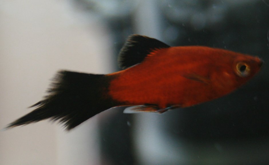 Меченосец Red Alpha