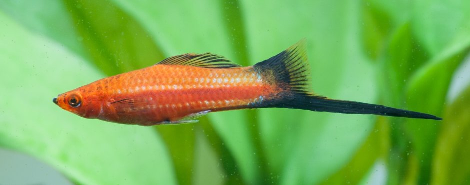 Меченосец вилочный красный (Xiphophorus helleri) m (3,5-4,5 см)