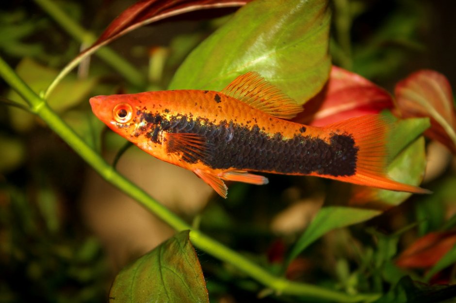 Аквариумная рыбка кубинский меченосец