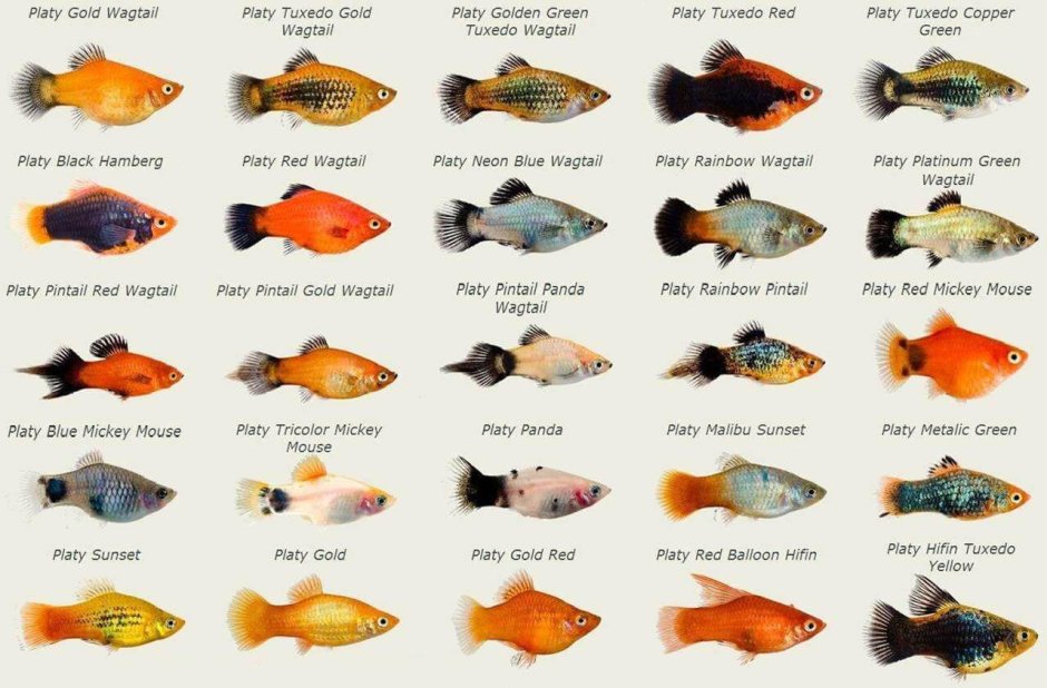 Пецилии аквариумные рыбки