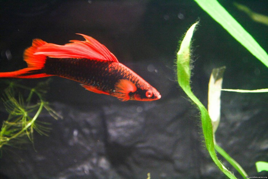 Меченосец флаговый Рубин