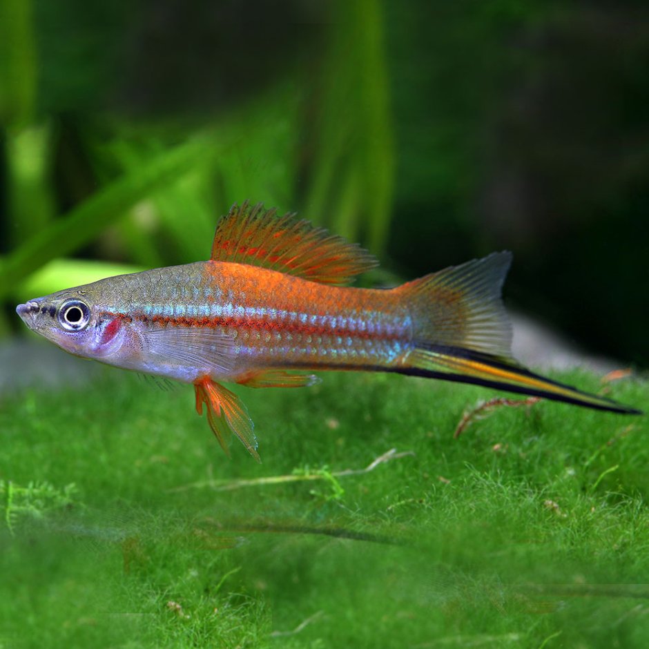 Меченосец неоновый Геллер