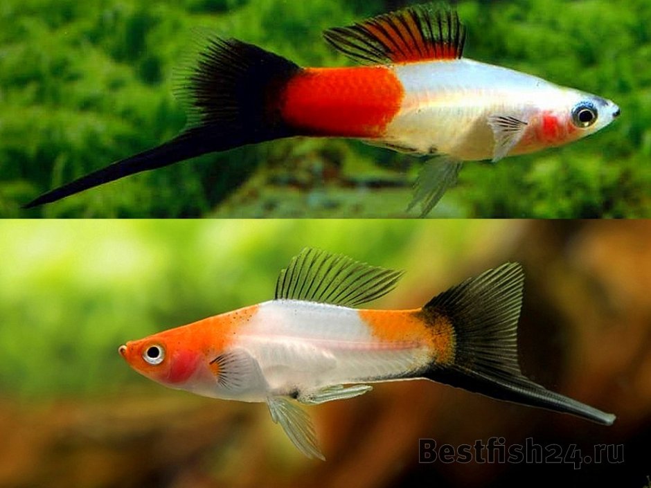 Меченосец оранж Чернохвостый