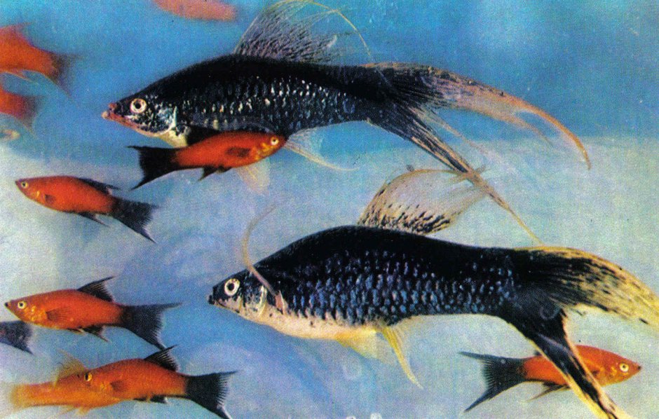 Аквариумные рыбки меченосцы Барбусы