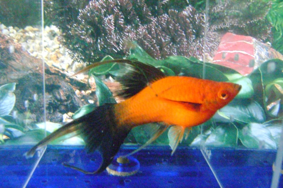 Вильчатая тигровая самка меченосца