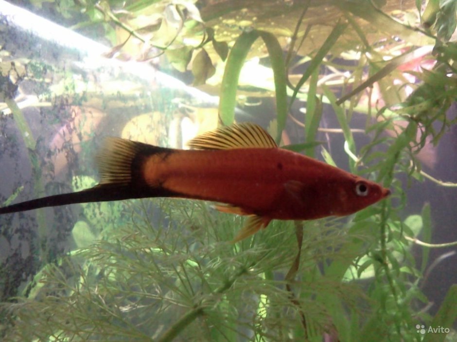 Аквариумные рыбки Берлинский меченосец