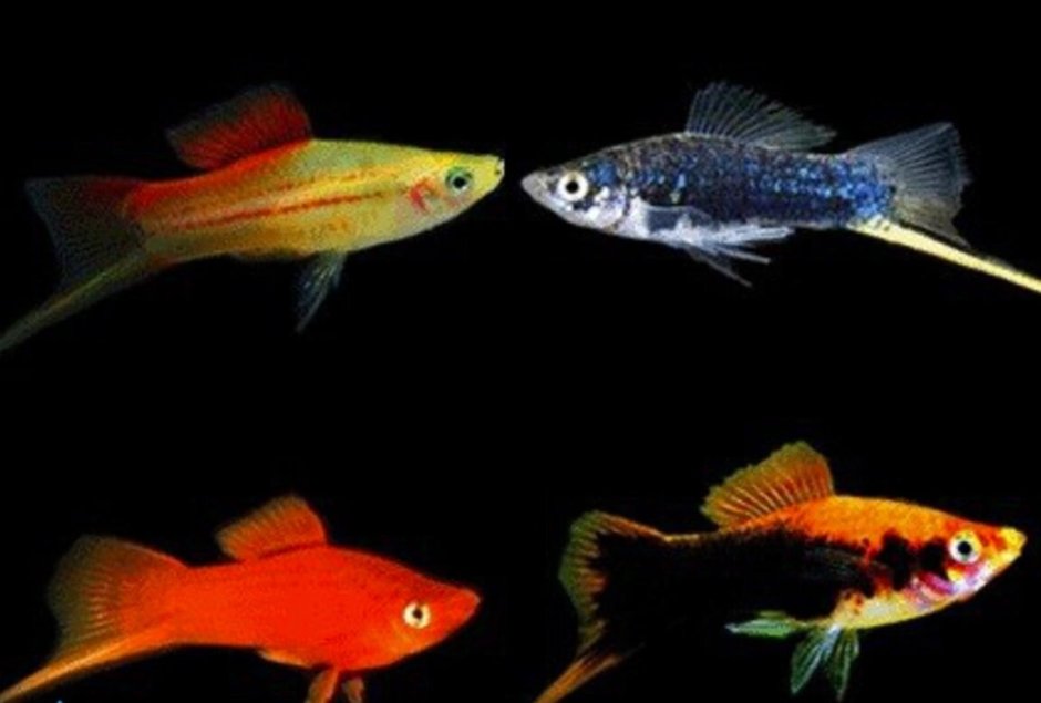 Рыбки меченосец ассорти