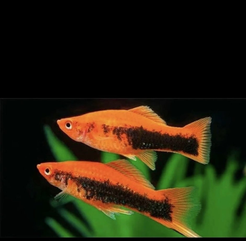 Меченосец тукседо красный