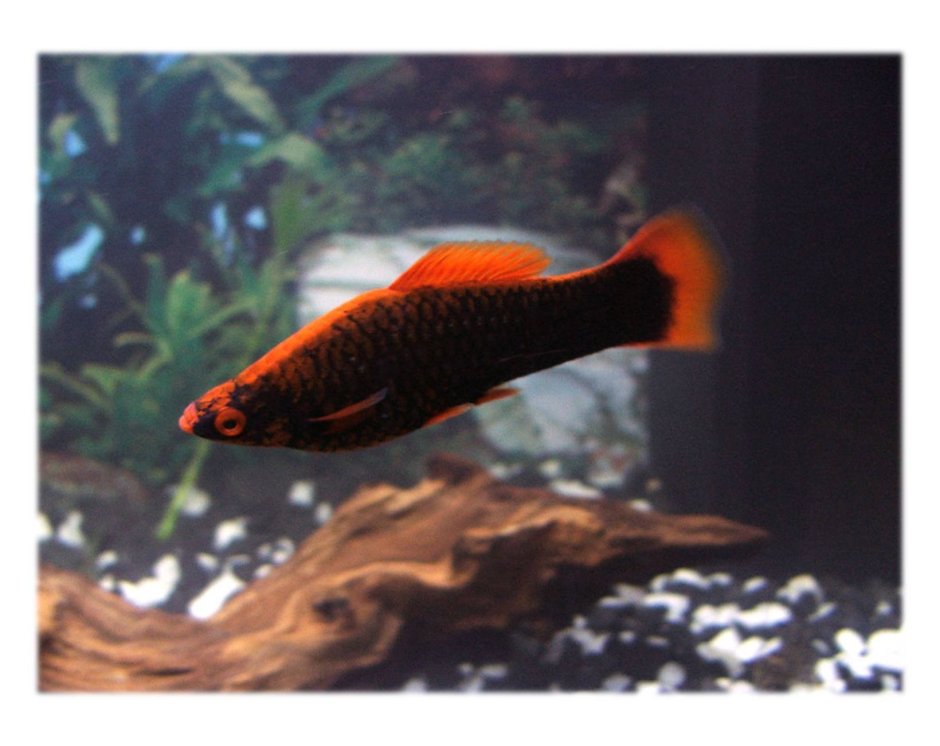 Черный меченосец аквариумная рыбка