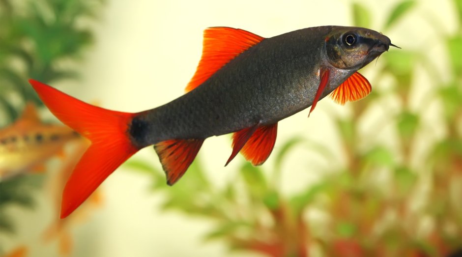 Лабео таиландский (френатус)