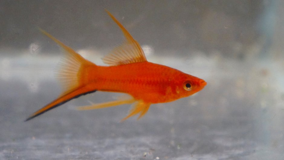 Меченосец рыбка самец