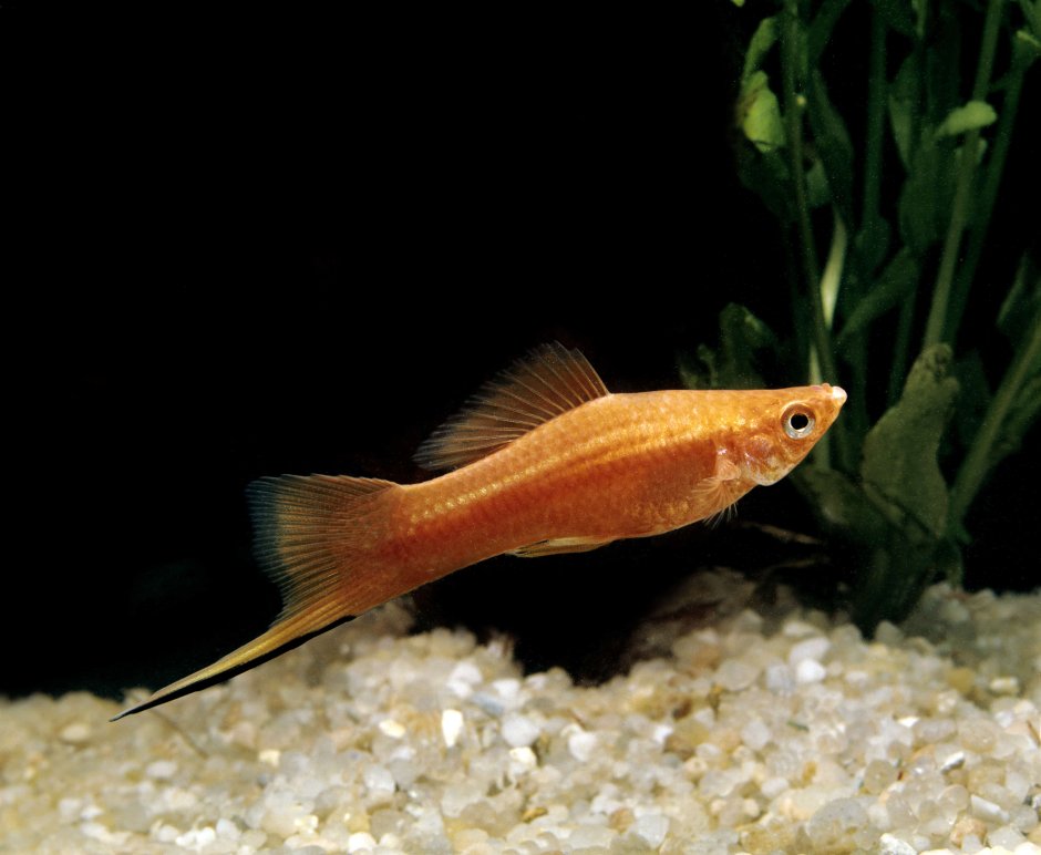 Swordtail Fish