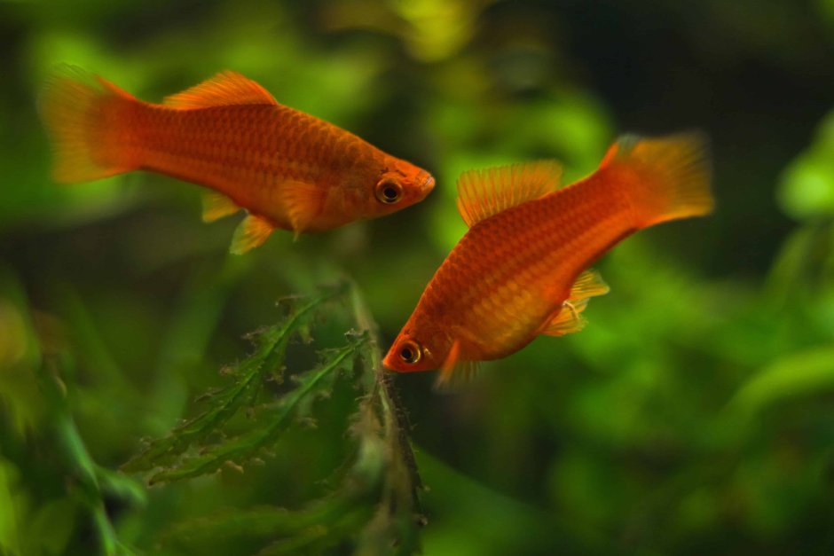 Меченосец Монарх