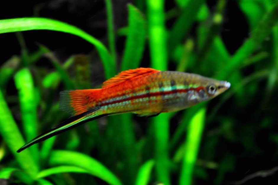 Меченосцы зеленые аквариумные рыбки