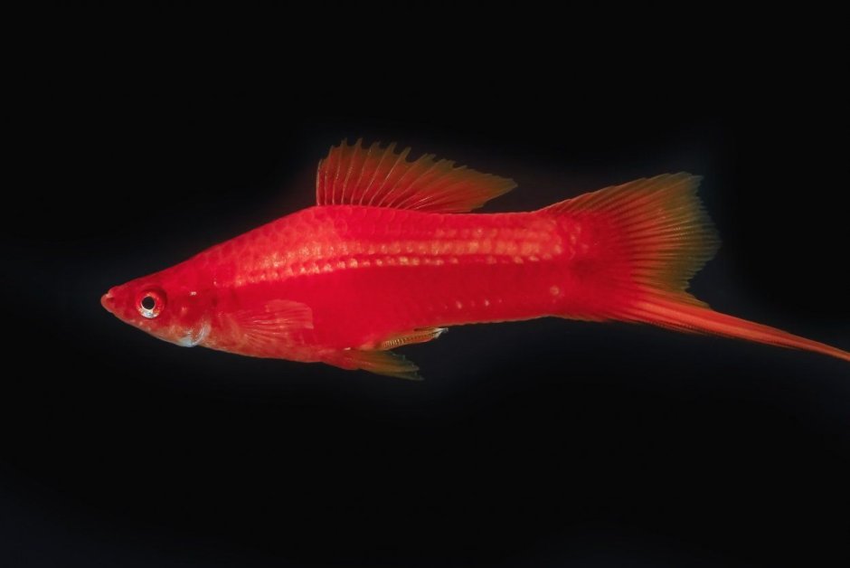 Меченосец Рубин