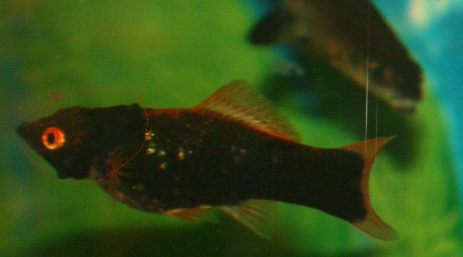 Меченосец Кинг Конг