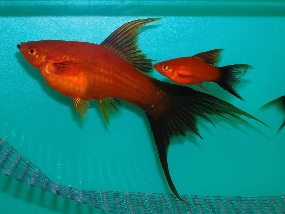 Черный меченосец рыбка