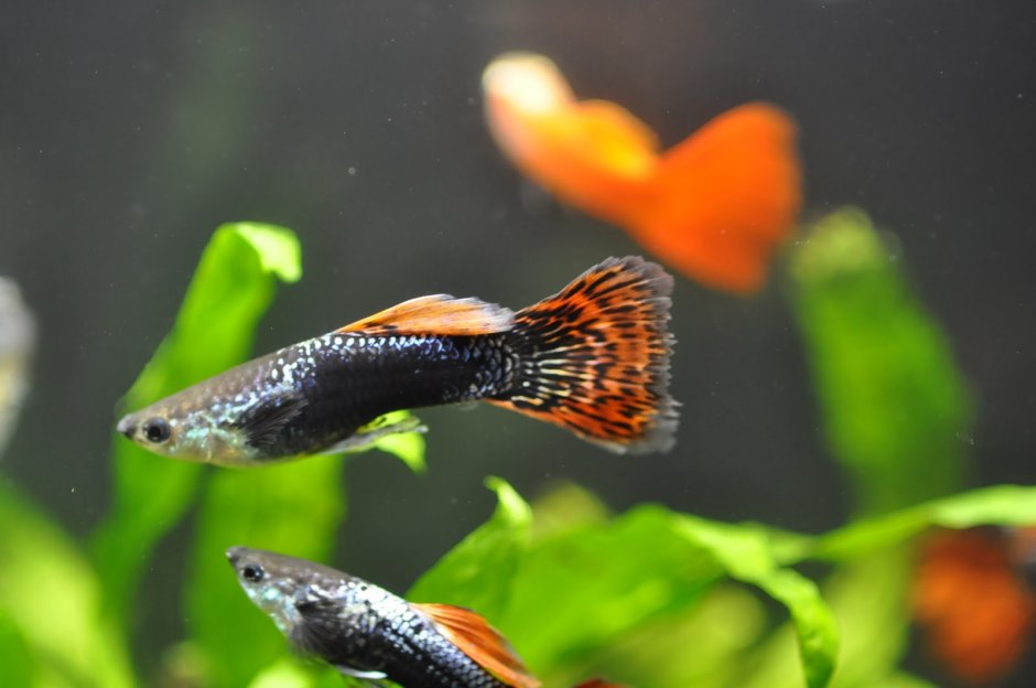 Меченосец рыбка гуппи