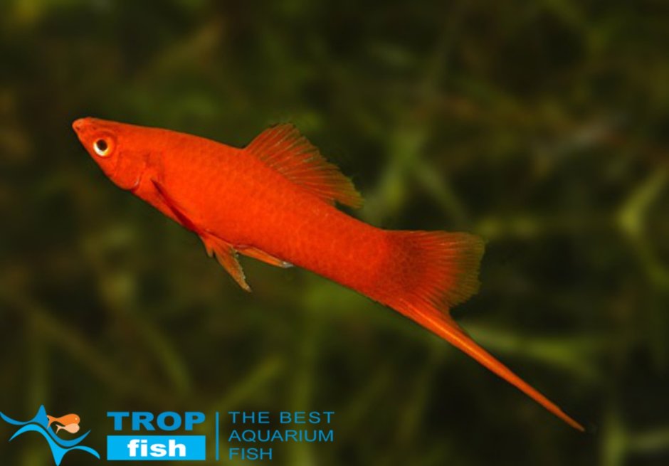 Меченосец оранжевый Комета