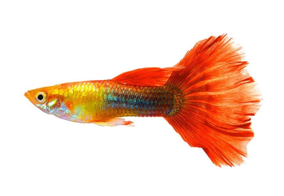 Аквариумные рыбки гуппи на белом фоне