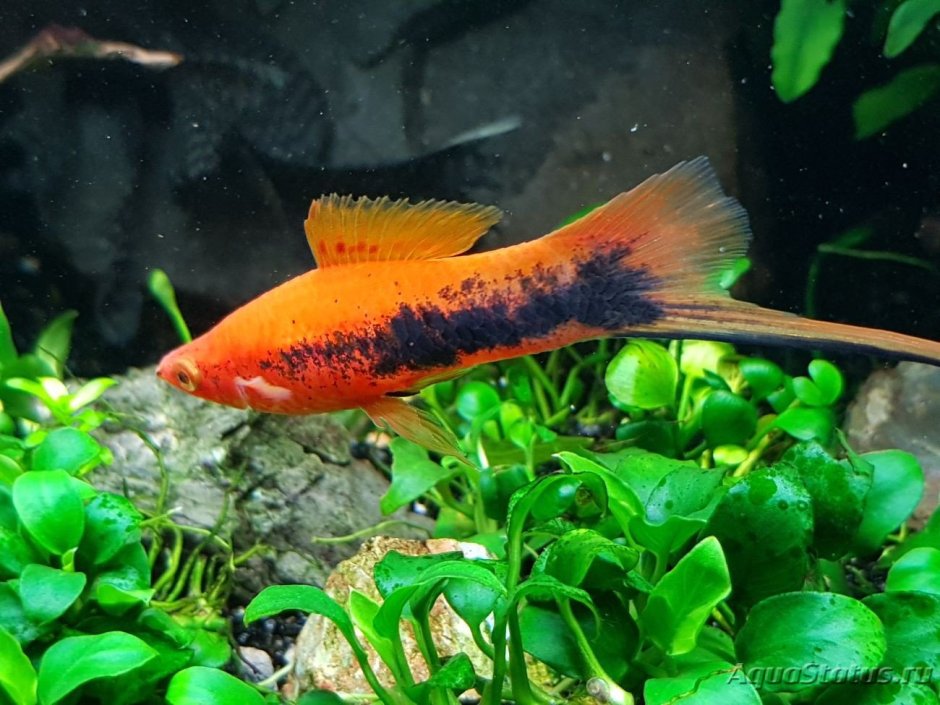 Плавниковая гниль у меченосцев