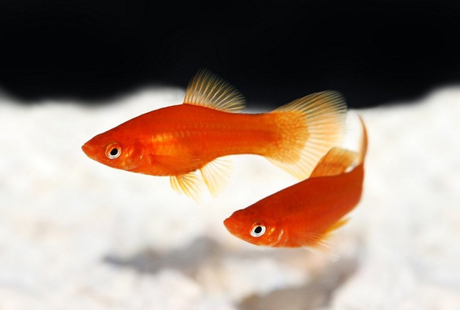 Молодые меченосцы