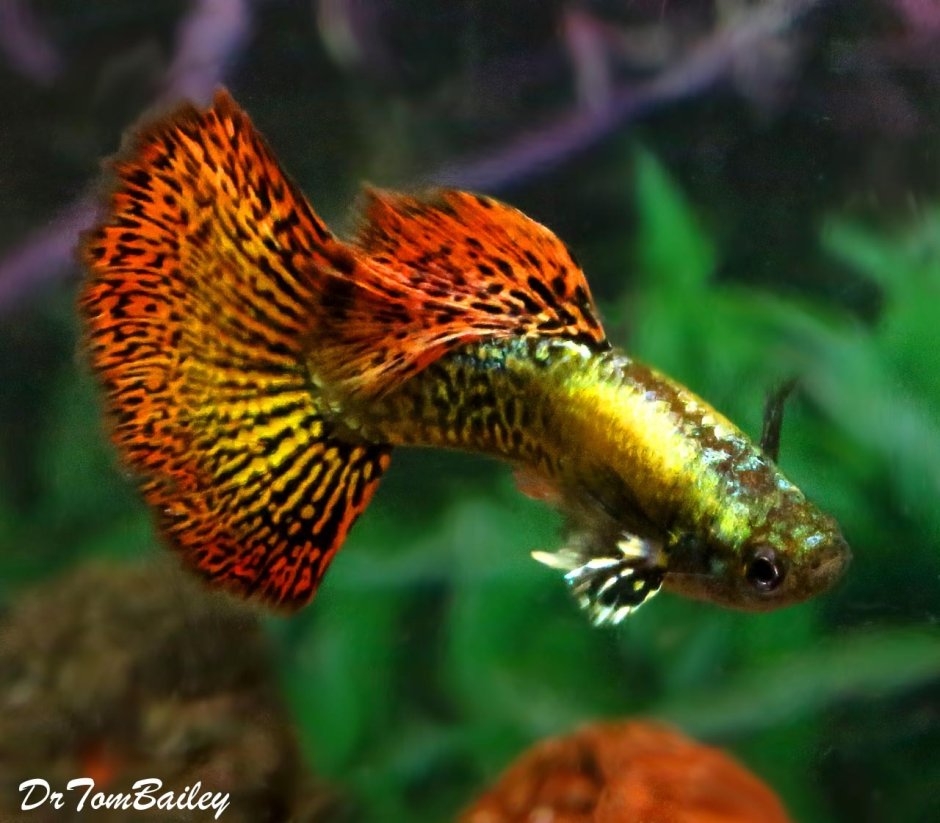 Гуппи красная Кобра