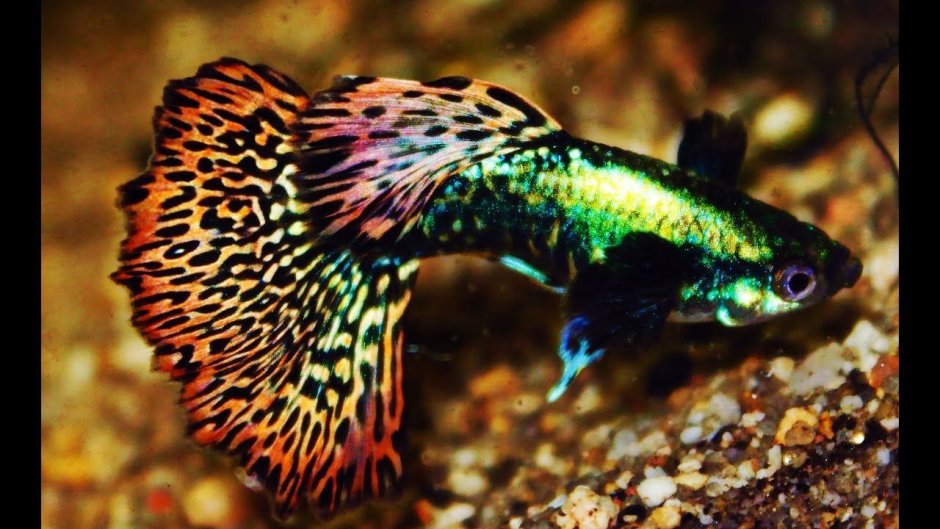 Гуппи слоновьи уши