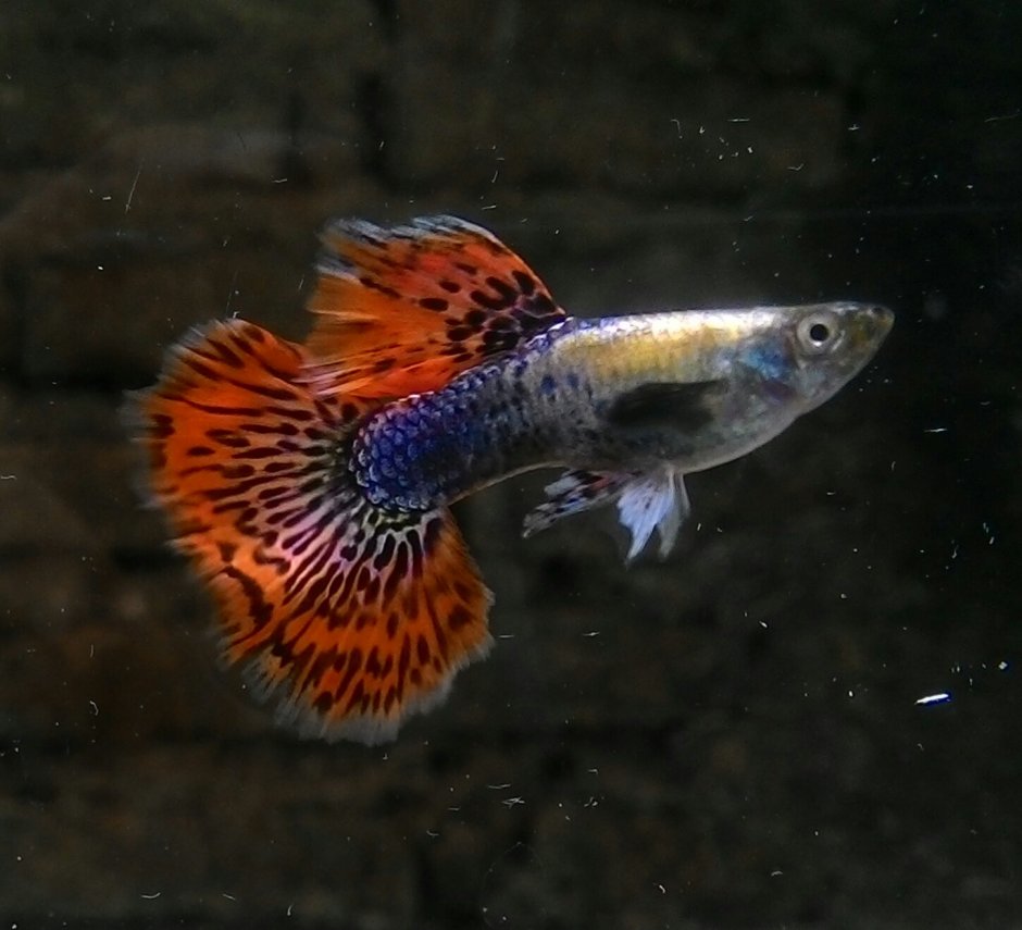 Гуппи самка