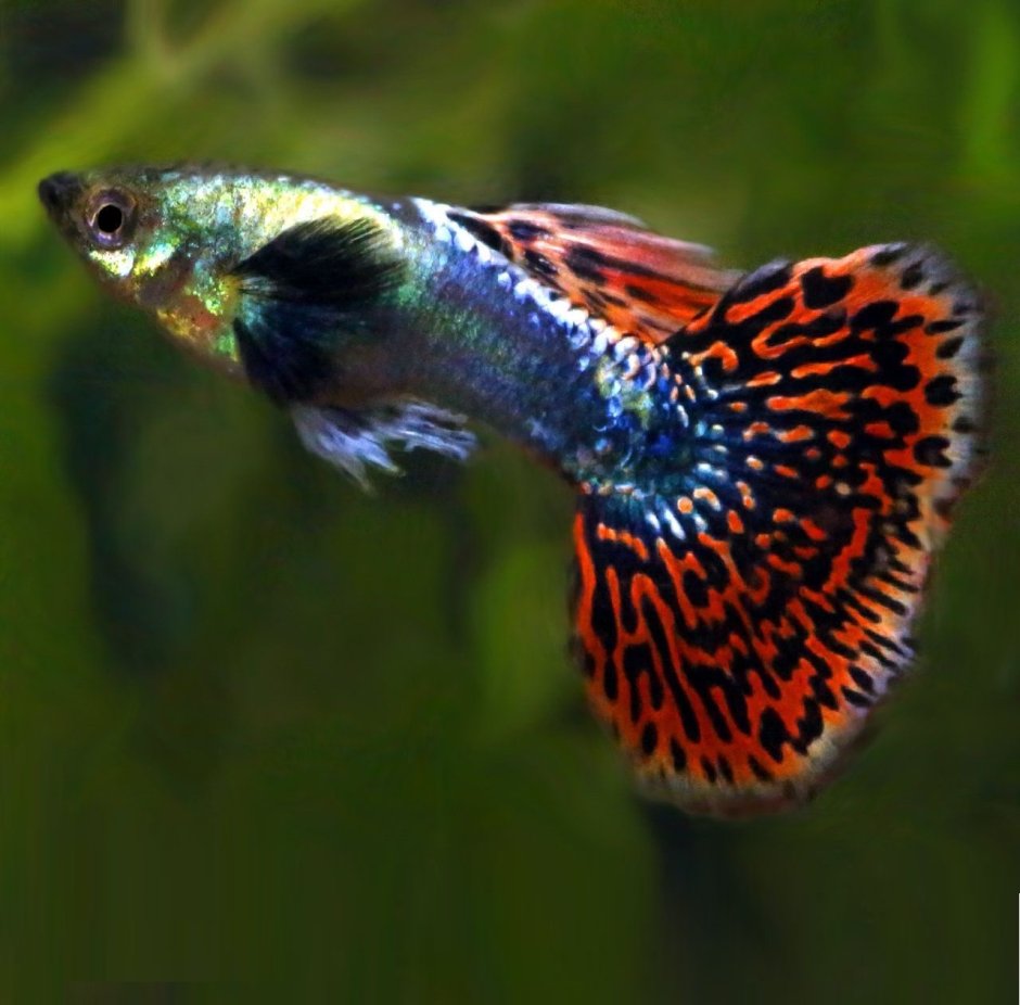 Гуппи слоновьи уши
