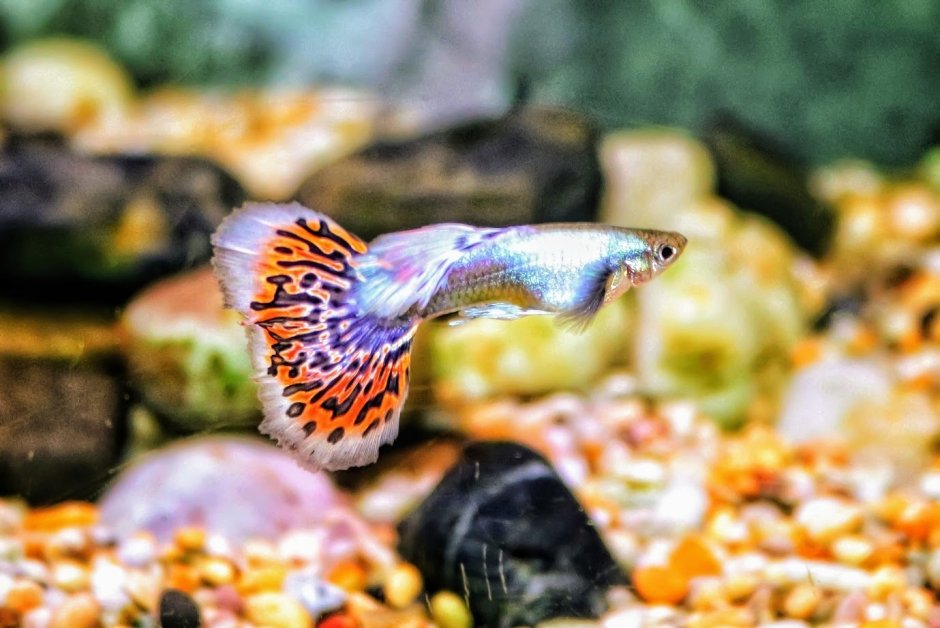 Гуппи Дамбо ред мозаика