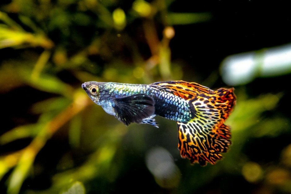 Гуппи Дамбо