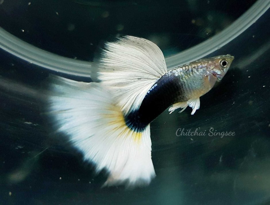 Гуппи черный Такседо