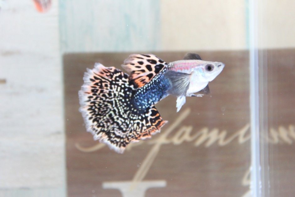 Гуппи Дамбо мозаика