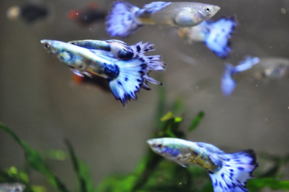 Стеклянные гуппи