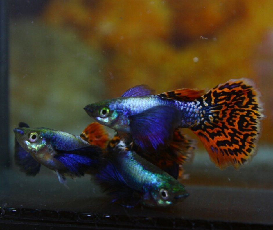 Гуппи дамбо фото