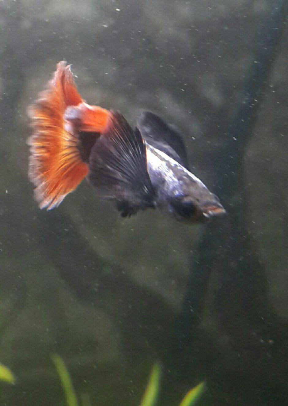 Гуппи слоновьи уши