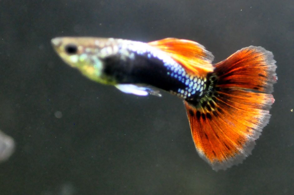 Гуппи рыбки вуалевые