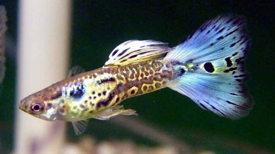 Гуппи Дамбо Павлин