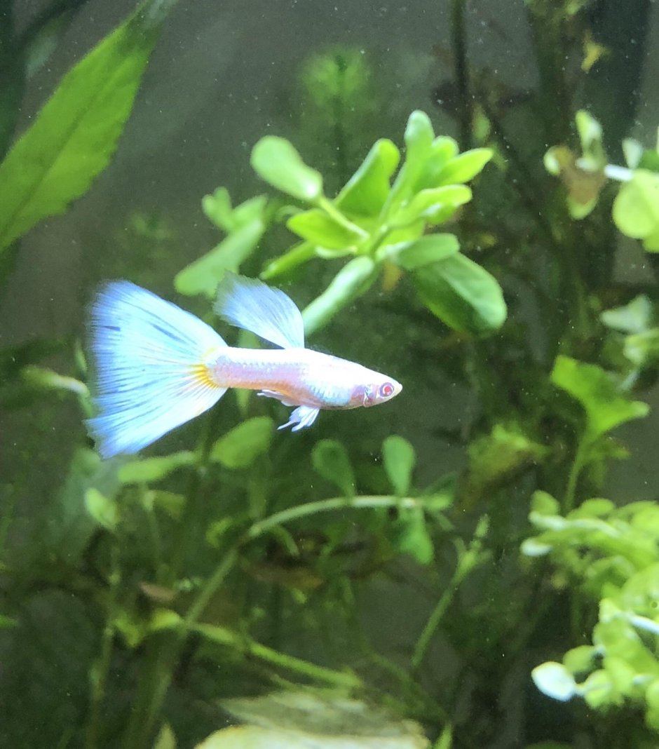 Альбина платина гуппи