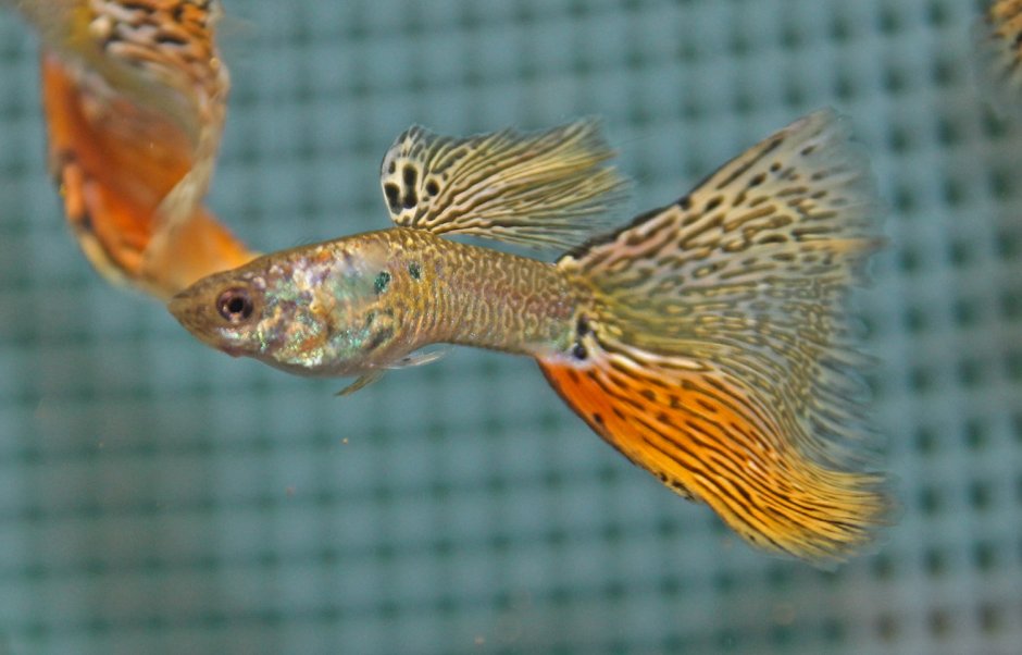 Гуппи красный ананас