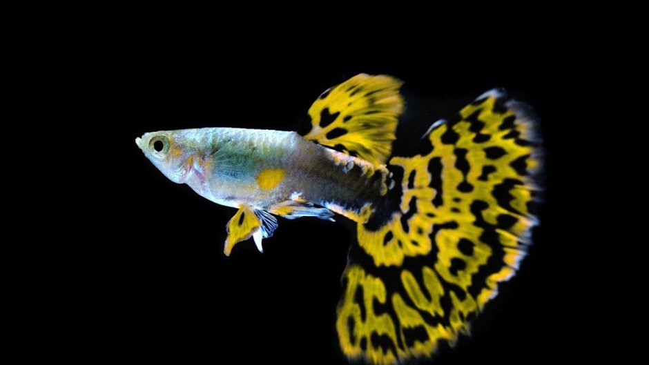 Гуппи слоновые уши Кобра