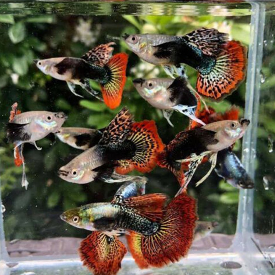 Дамбо гуппи аквариумные рыбки