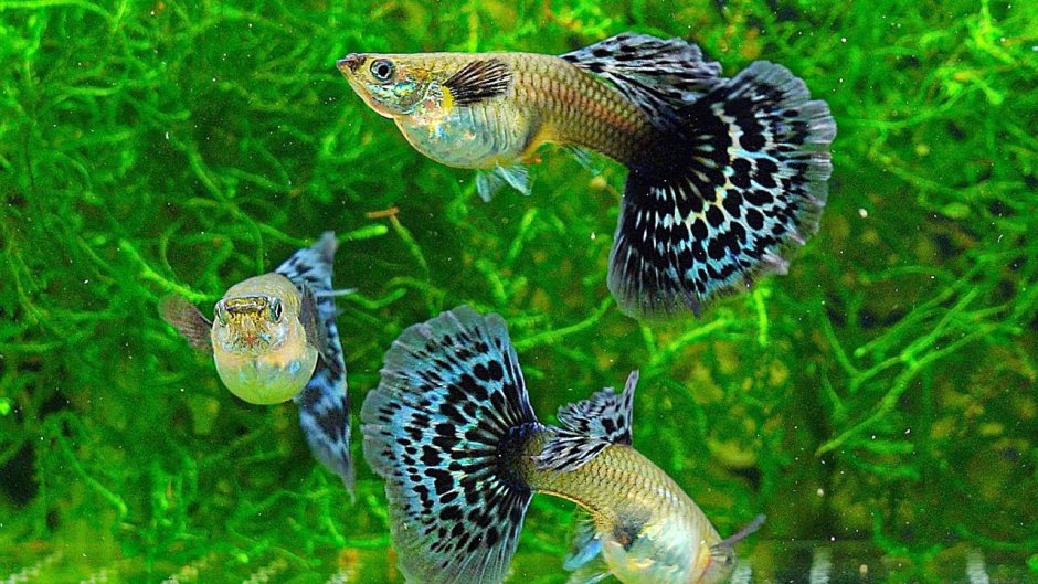 Гуппи Дамбо самки